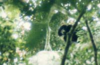 Bonobo im Baum