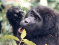 Bwindi-Gorilla (Copyright: Bayer. Rundfunk 1996)